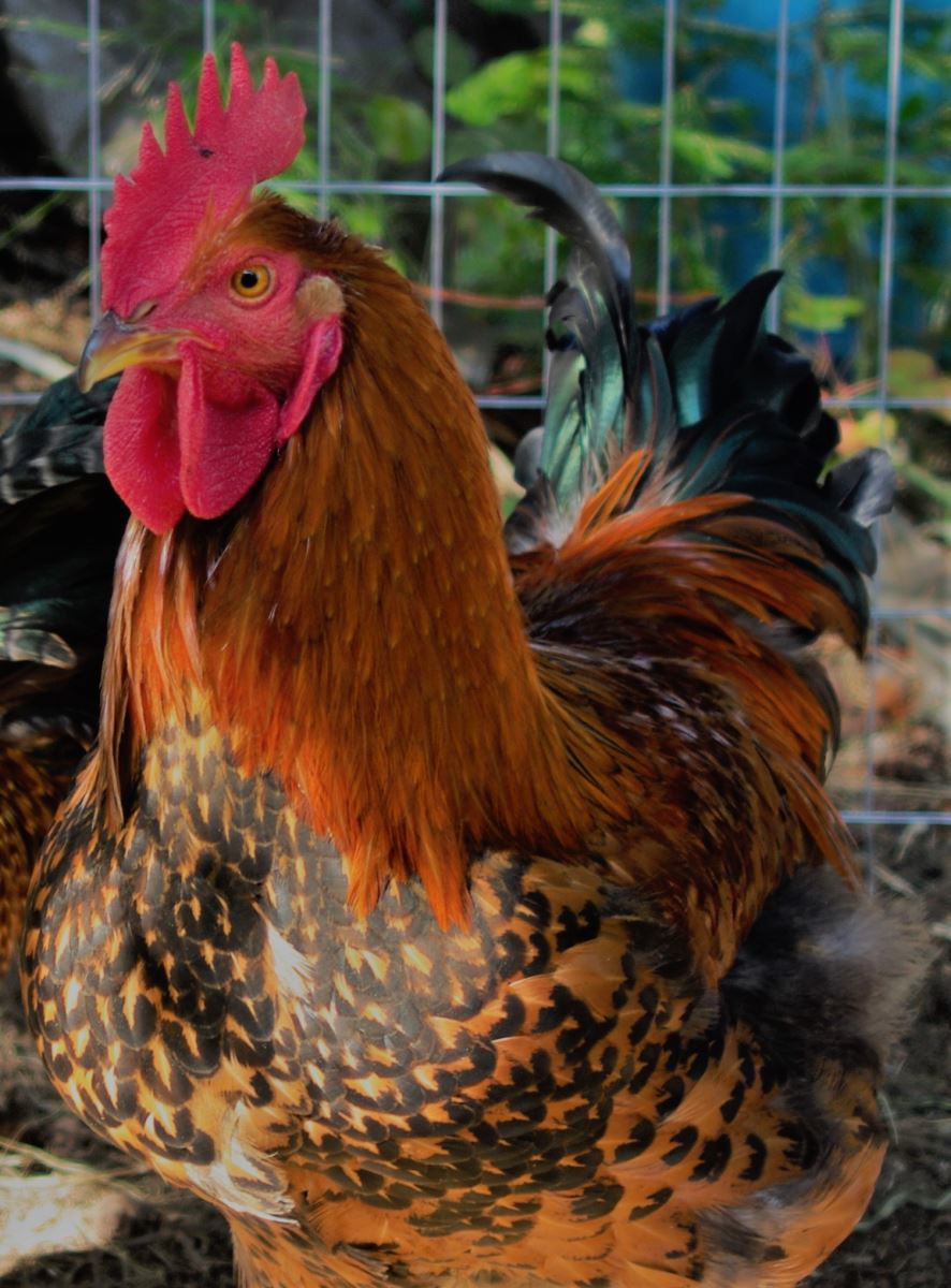 Poultry Jones Feed Mills Ltd.